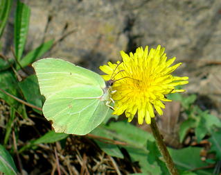 Udaberriko tximeleta ( 2 )